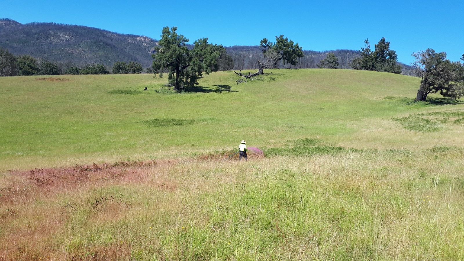 Help To Tackle Agricultural Weeds Eurobodalla Council