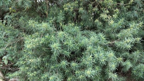 Warty Zieria plant