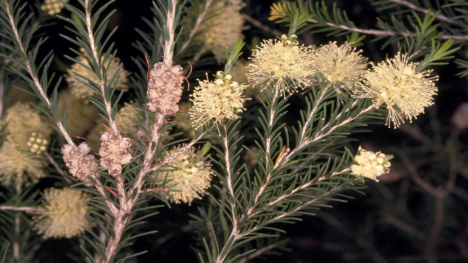 Close-up image of a swamp paperbark plant with yellow flowers banner image