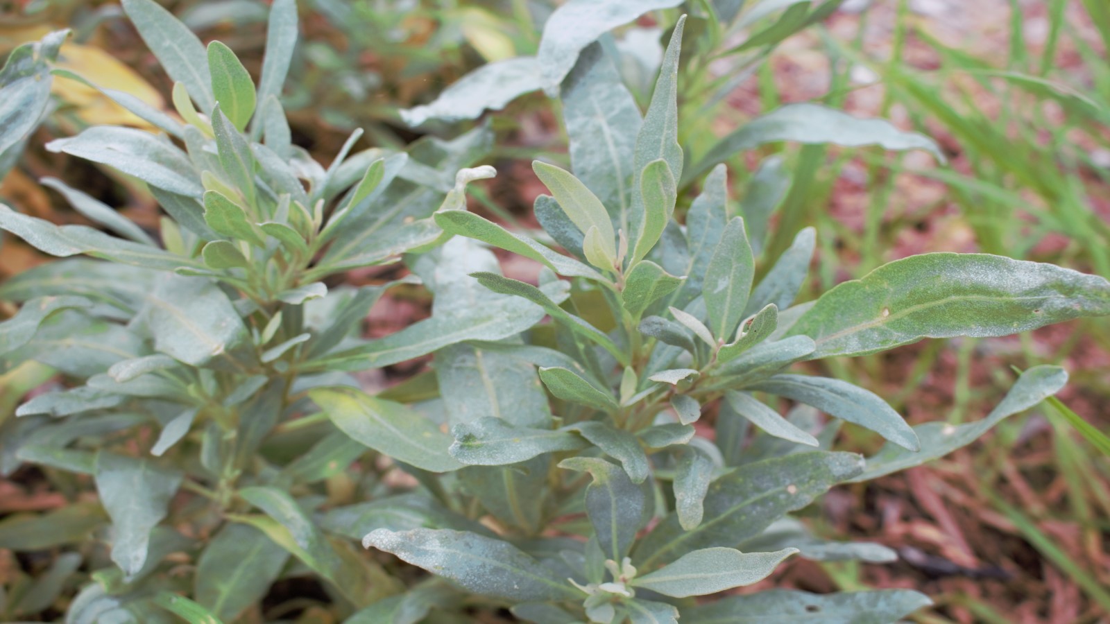 Image Close-up image of a saltbush with grey leaves