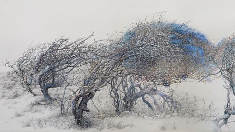 Drawing of windswept tree