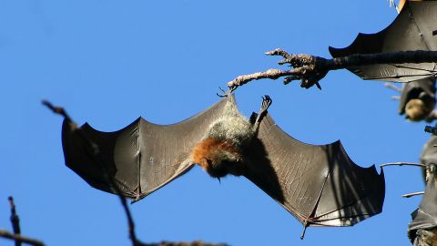 Flying fox with wings outstretched, hanging upside down from a tree