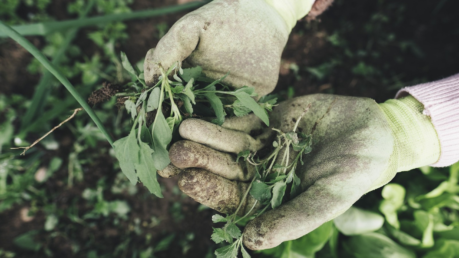 Weed control at home