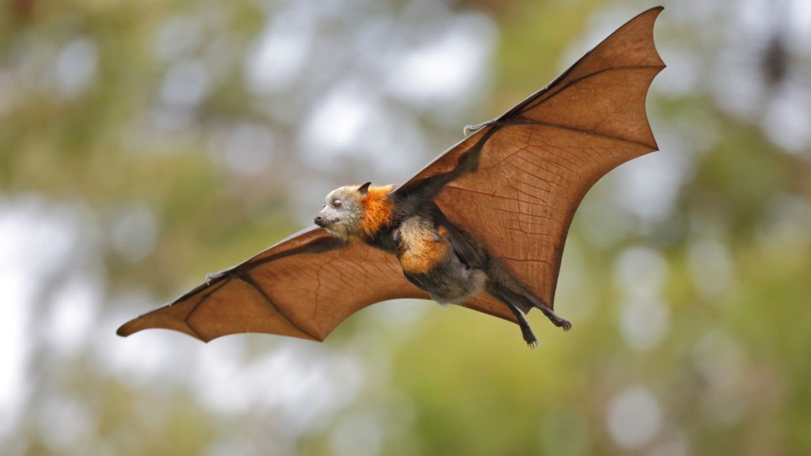 A flying fox mum and baby clinging on to her body in the air banner image