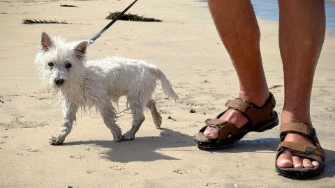 small white dog on a leash next to man's legs