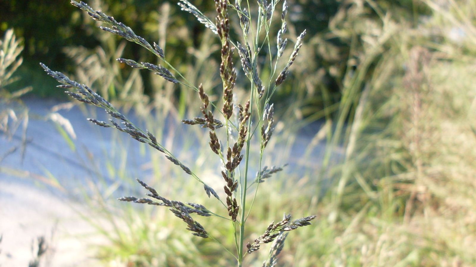 Close up image of African lovegrass banner image