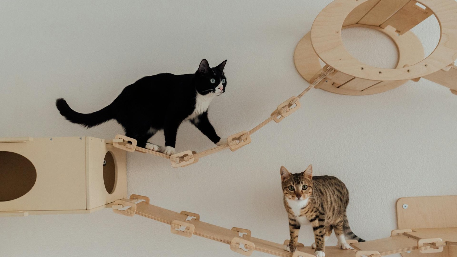 Image Two cats sitting on wooden cat furniture on wall