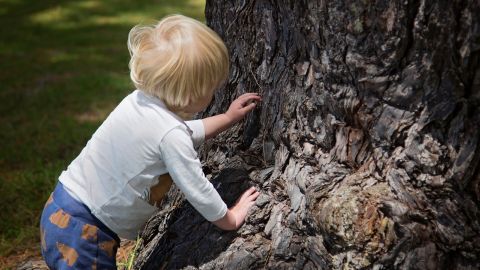 A young child exploring the bark of a large tree.