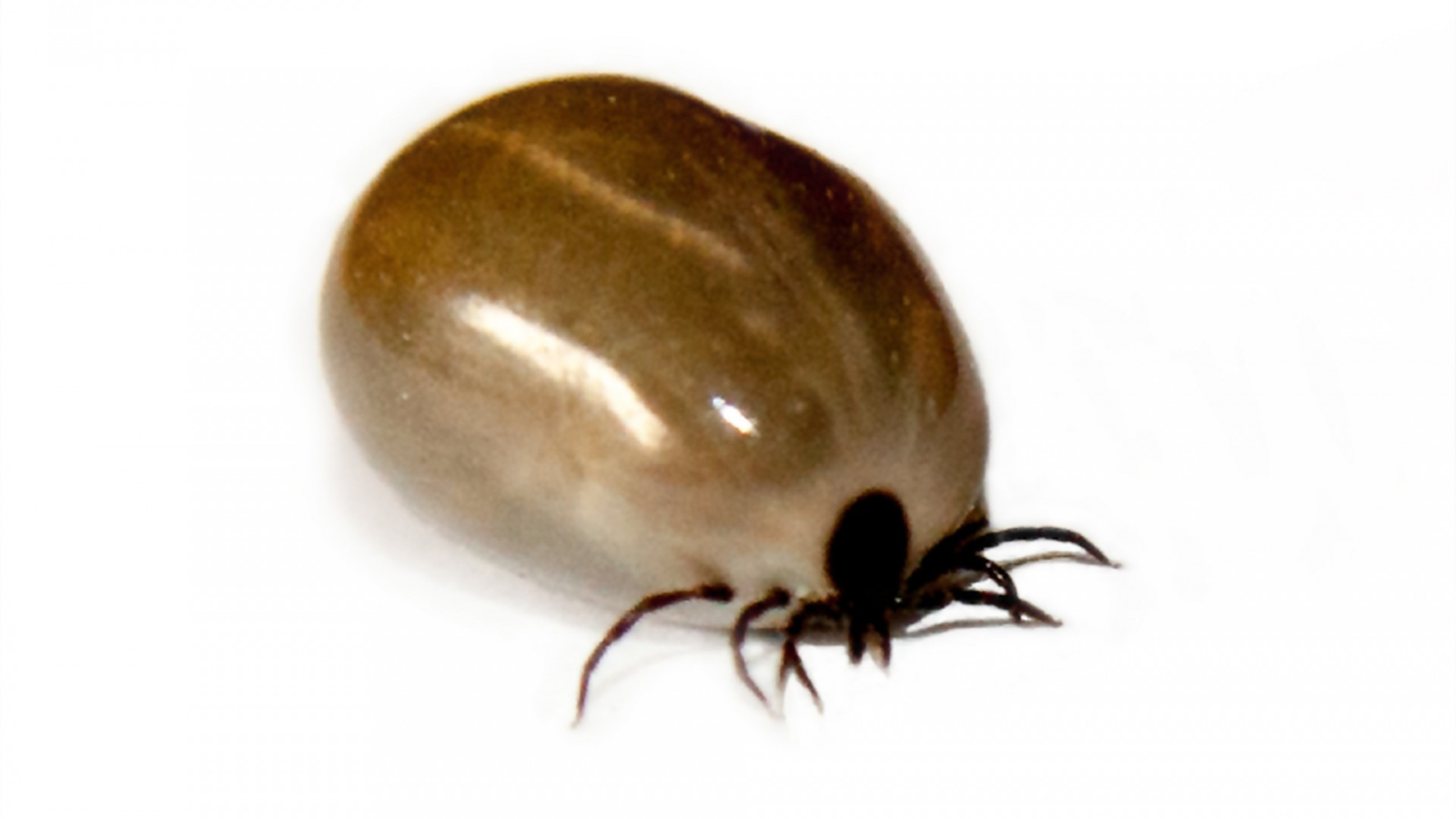 Image A close-up image of a brown paralysis tick