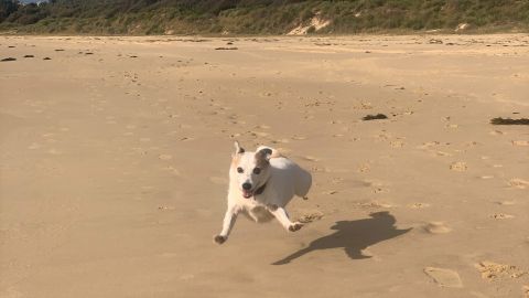 Jack Russell dog running on sandy beach