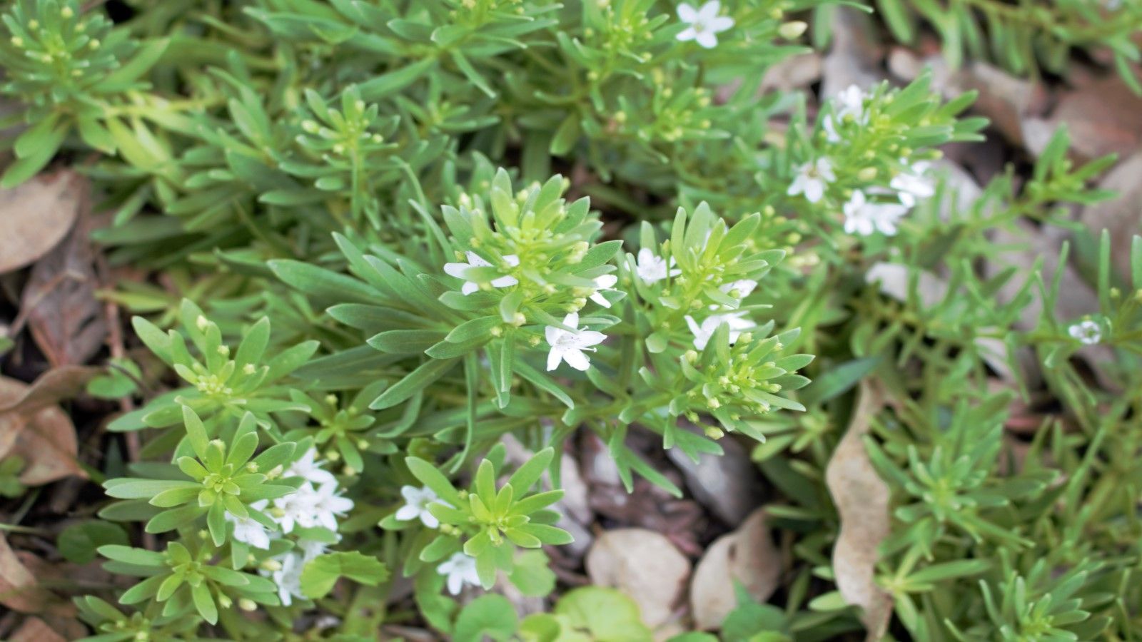 Green groundcover plant with white flowers banner image