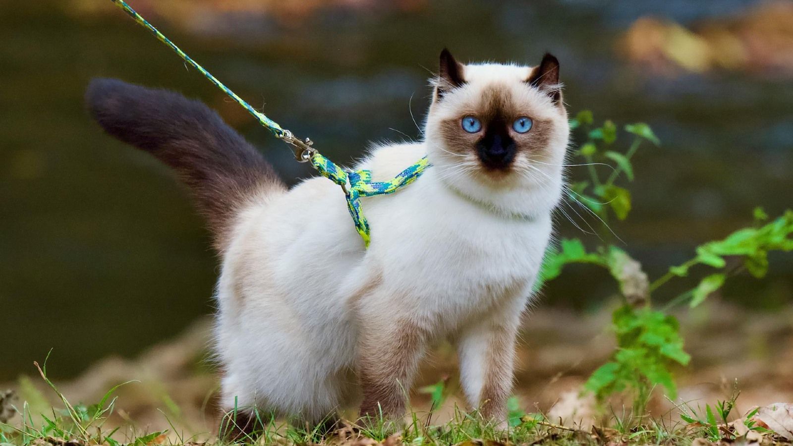 Close-up image of a Siamese cat with a harness and leash banner image