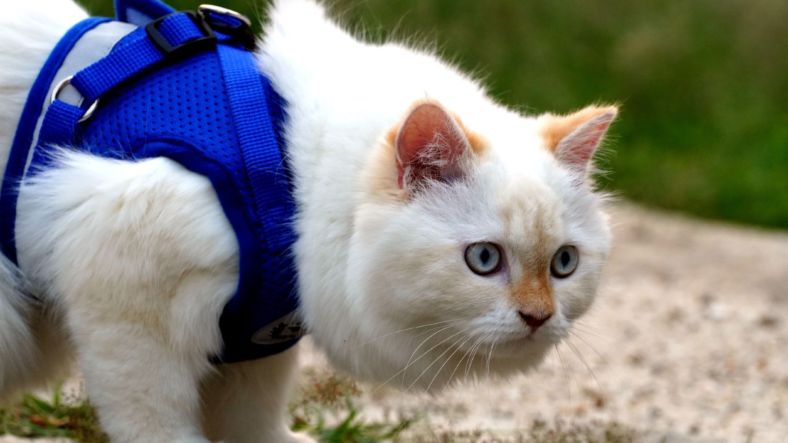 Image White cat with blue harness