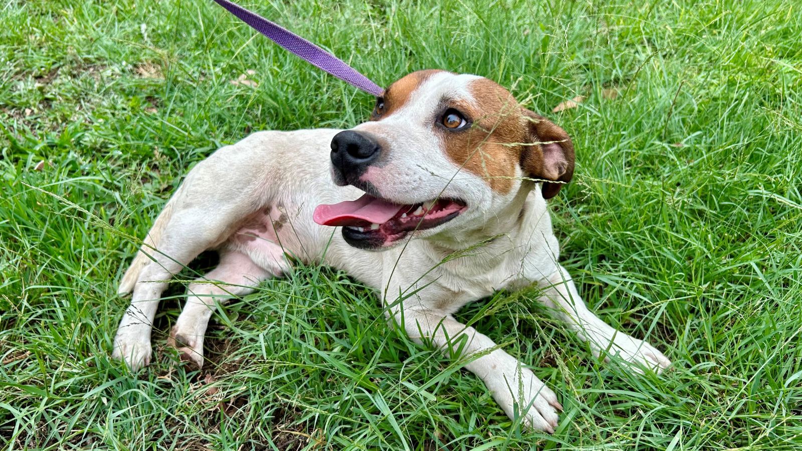 a dog laying in grass