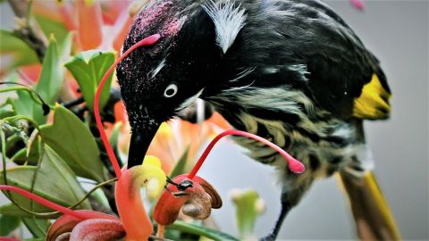 Black and white bird with yellow wing patch feeding on pink flowers