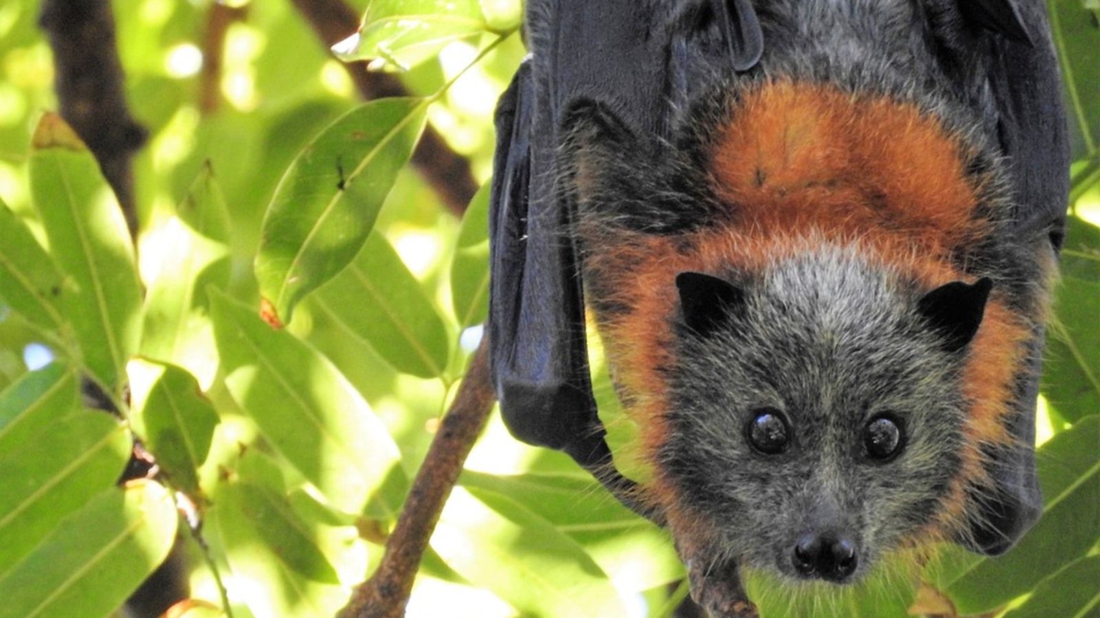 A close-up image of a grey-headed flying-fox hanging upside down on a tree branch banner image