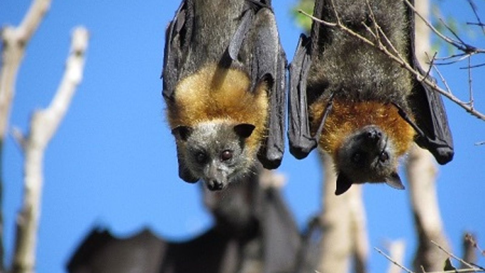 Two grey-headed flying-foxes hanging from a tree with blue sky in the background banner image