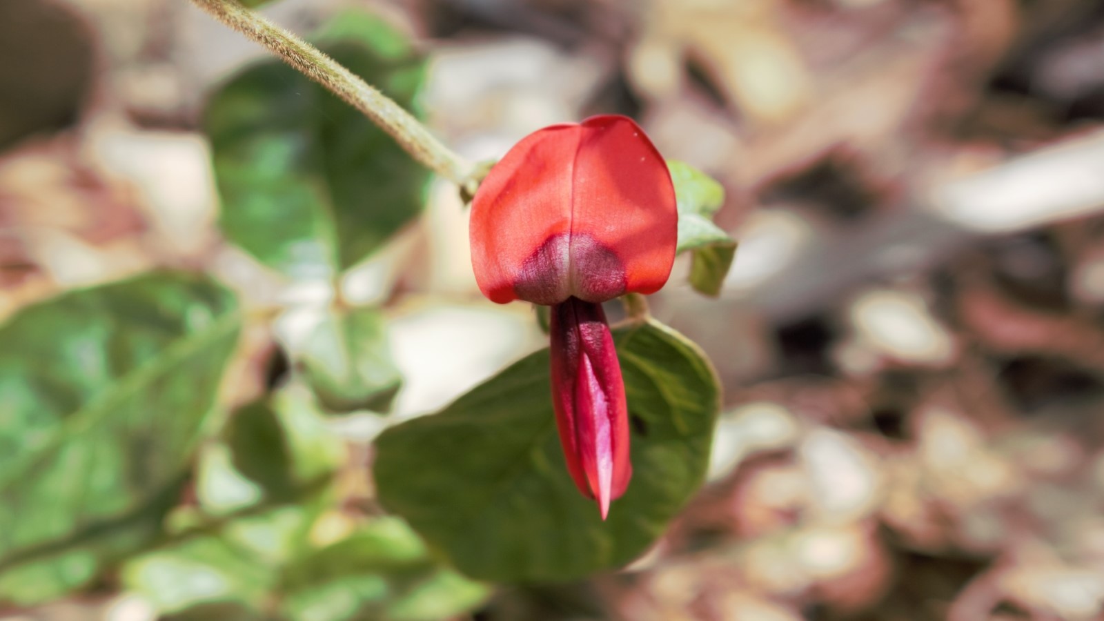 Dusky coral pea