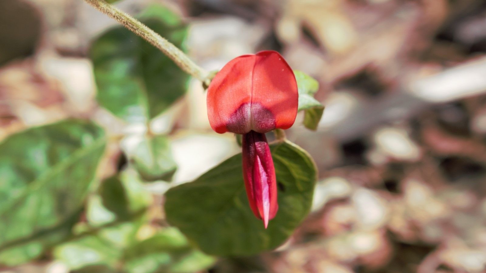 Close up image of dusky coral pea, red flower plant banner image