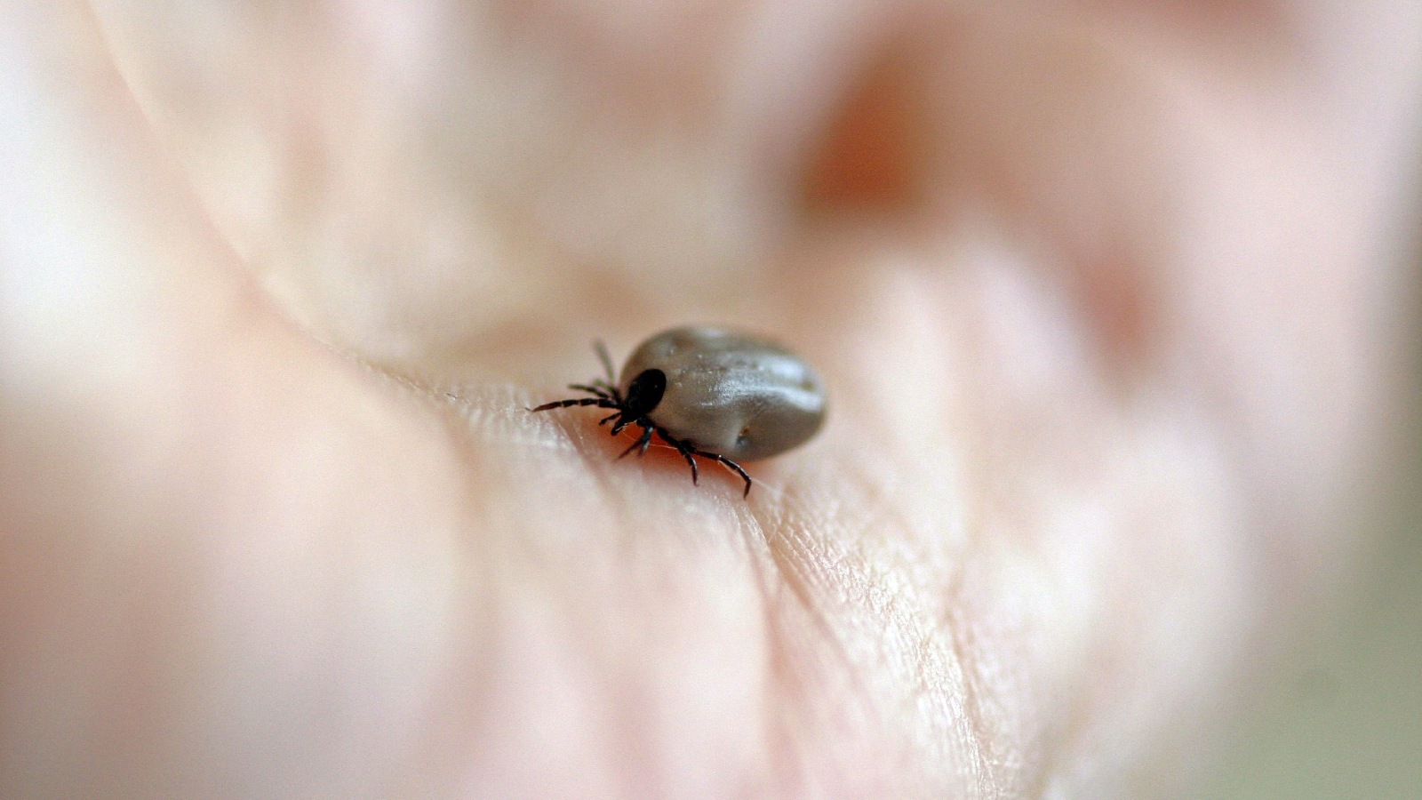 Image Close up image of a hand holding a brown tick