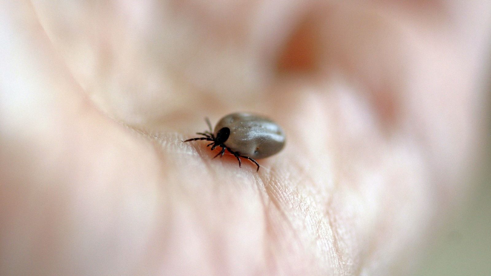 Close up image of a hand holding a brown tick banner image