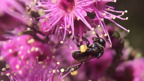black bee on purple flower