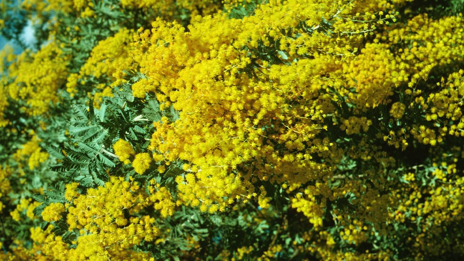 Close-up of a yellow wattle plant banner image