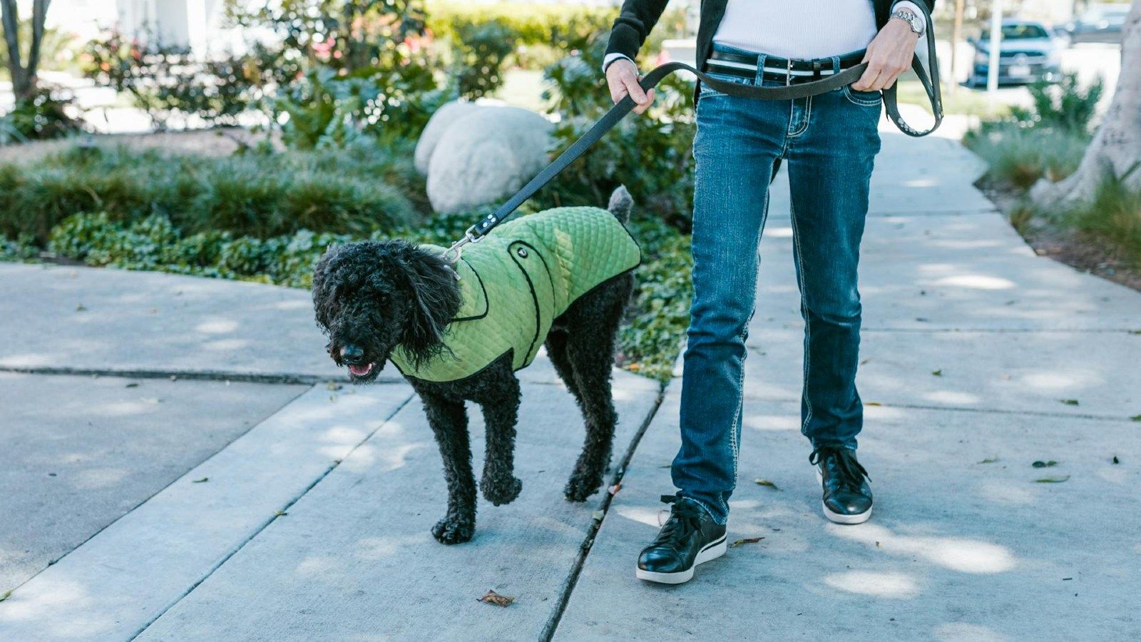 A man walking a black dog holding a lead banner image