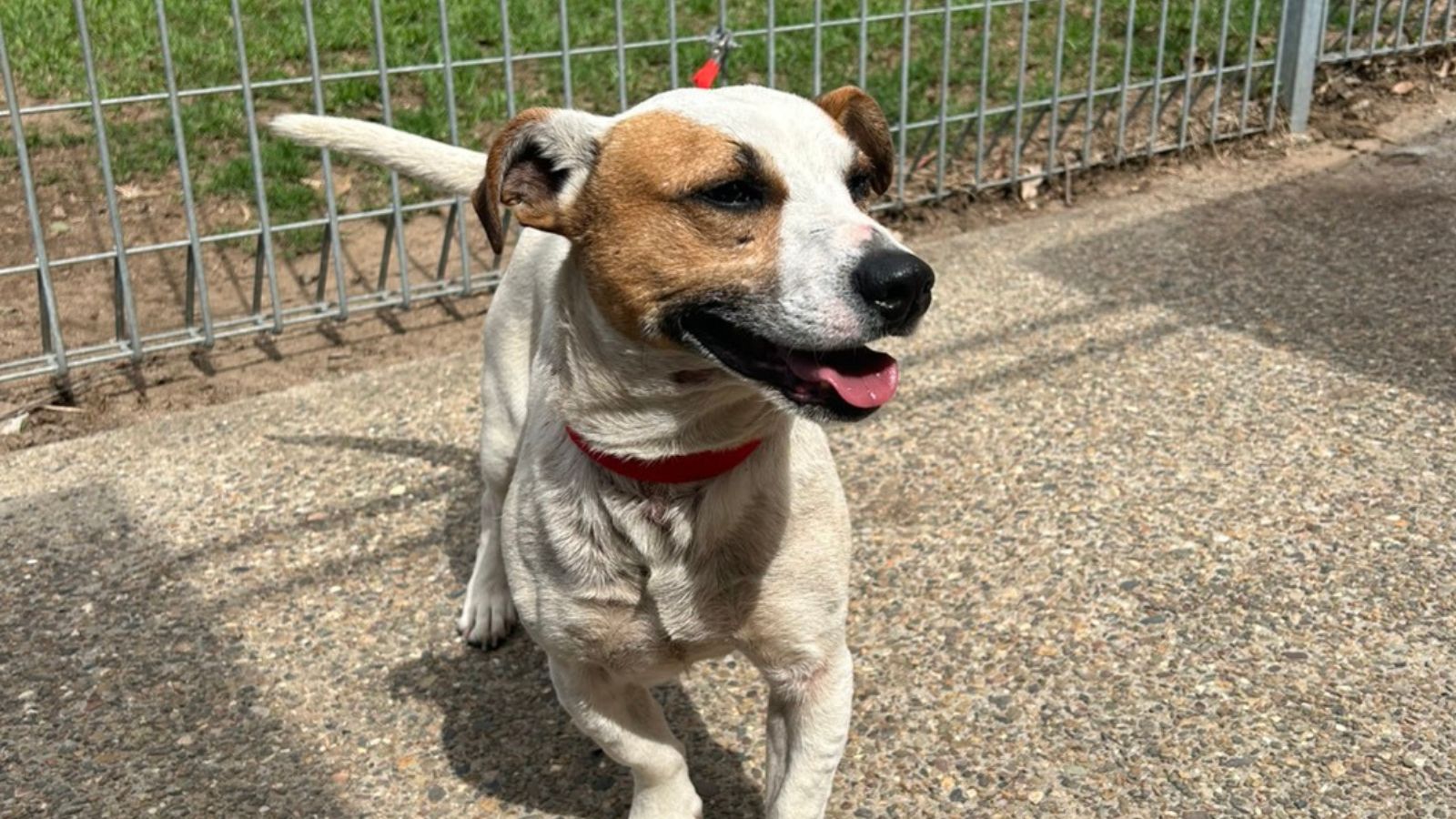 A white and tan jack russell dog with mouth slightly open