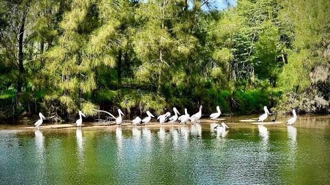 A row of pelicans sitting on a river sandbar