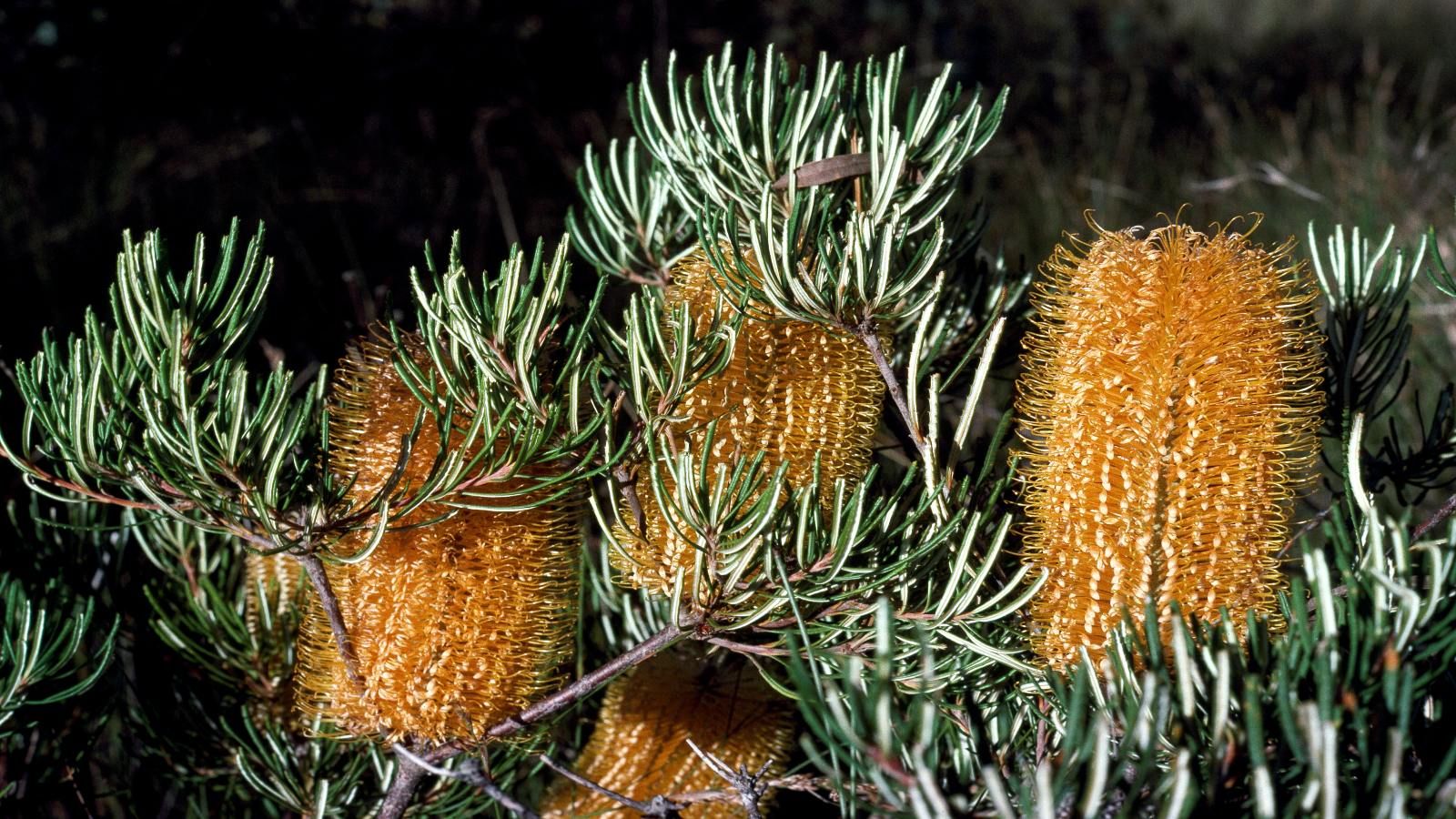 Close up image of a yellow banksia plant banner image