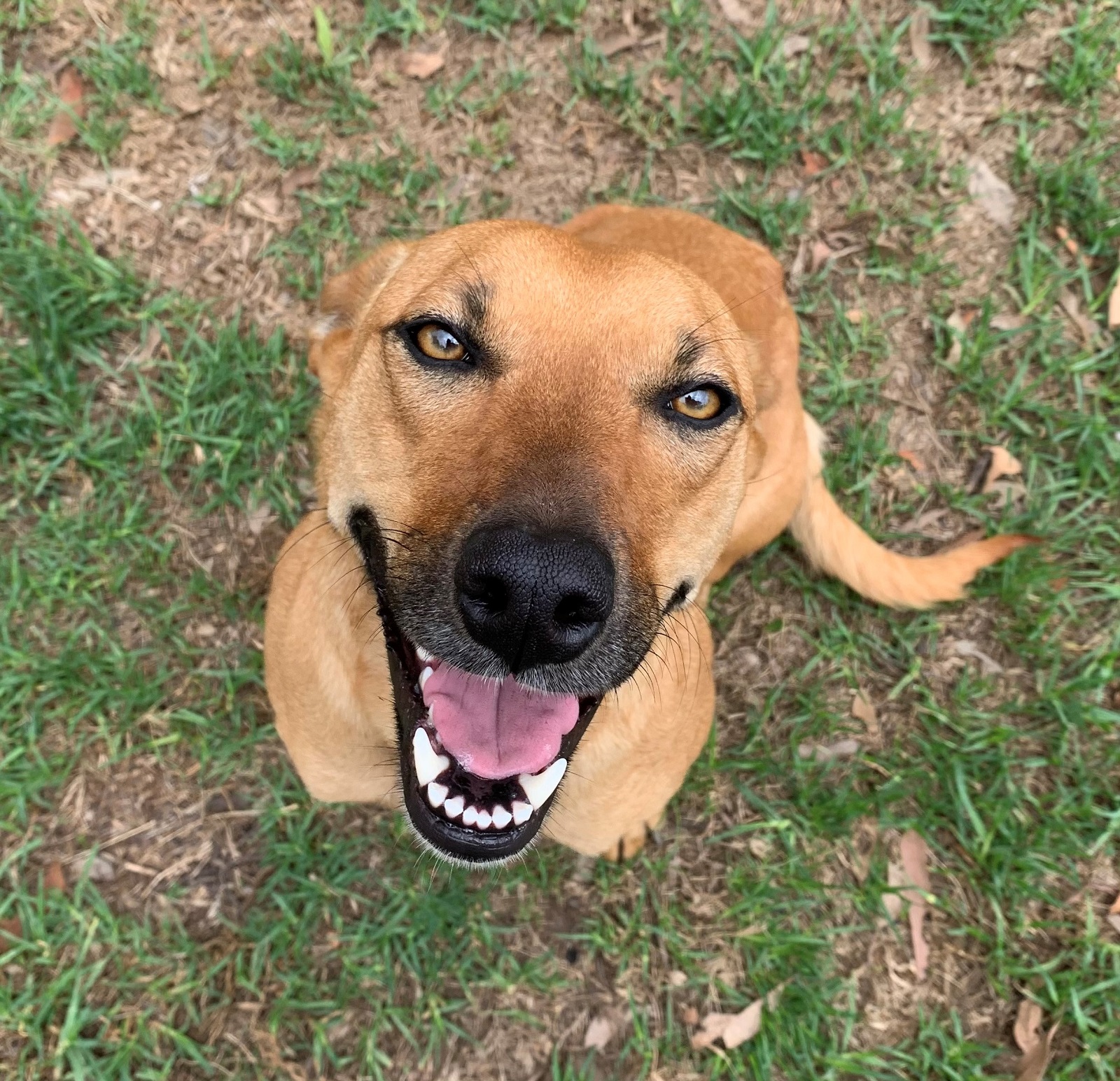 Tan dog looking up at camera