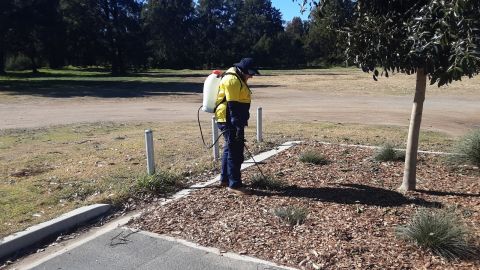 Man spraying weeds at park