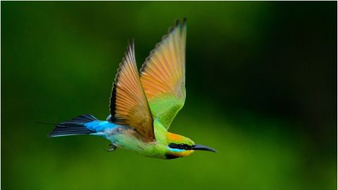Image of a colourful bird in flight.