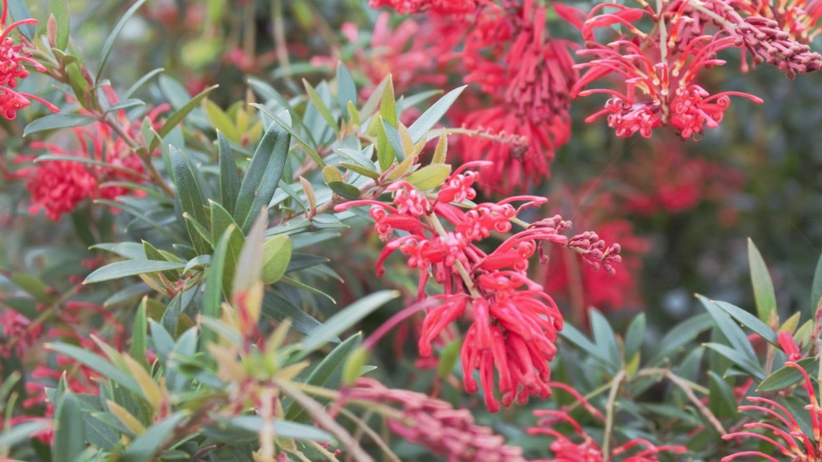 Close up image of a red Deua Flame plant banner image