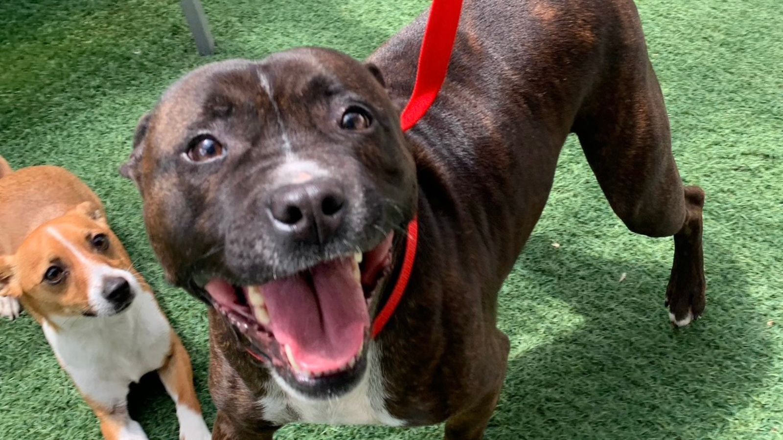 a brown dog on a red lead