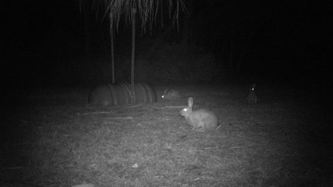 Night vision of three rabbits.