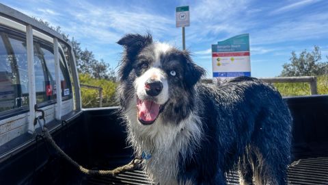 dog in the back of a ute