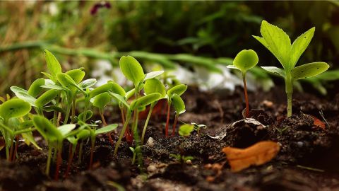 Various seedlings growing in the ground.