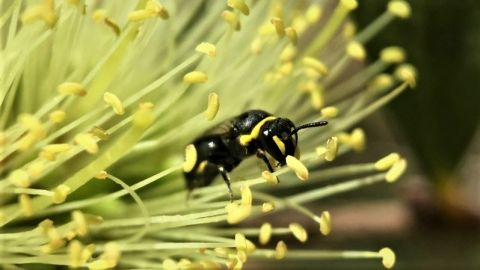 Native bee on calistemon flower