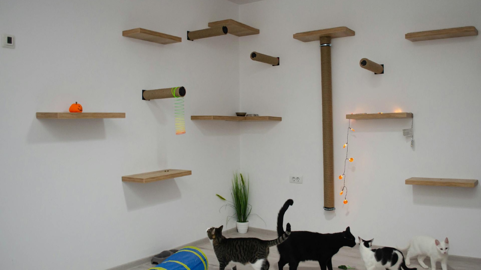 Image Various wall furniture with four cats on the ground