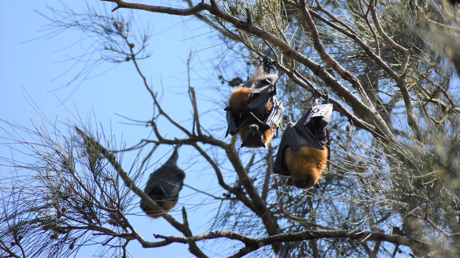 Three flying foxes hanging upside down on a tree branch banner image