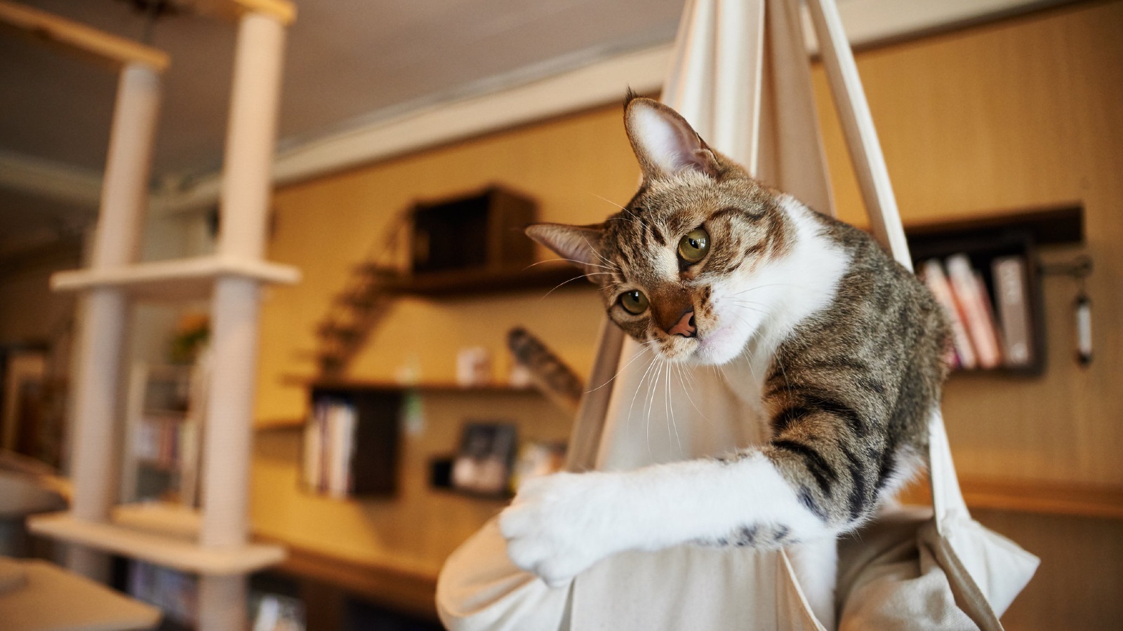 Image White and brown cat swinging on a white hammock