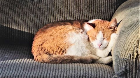 Ginger cat asleep on a sofa