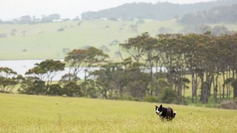 Black and white dog stalks through long grass on a farm.