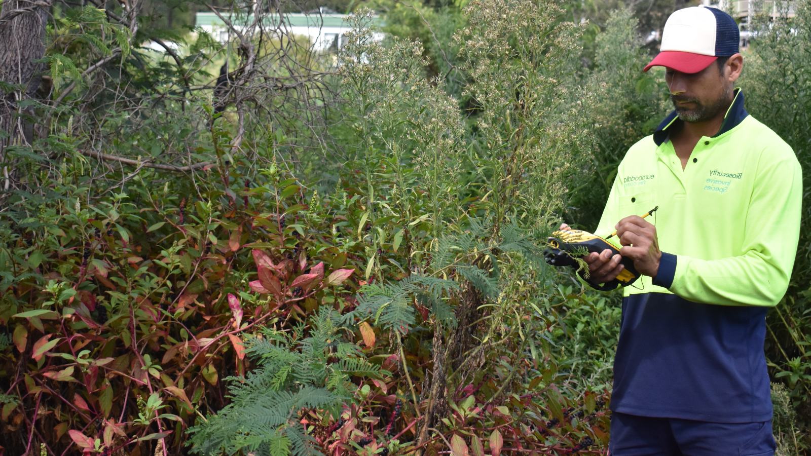 Council weed control programs