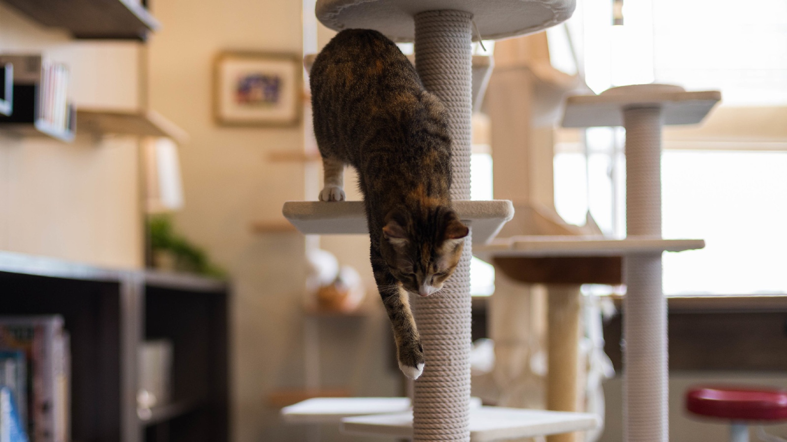 Image Cat scratching pole and platform