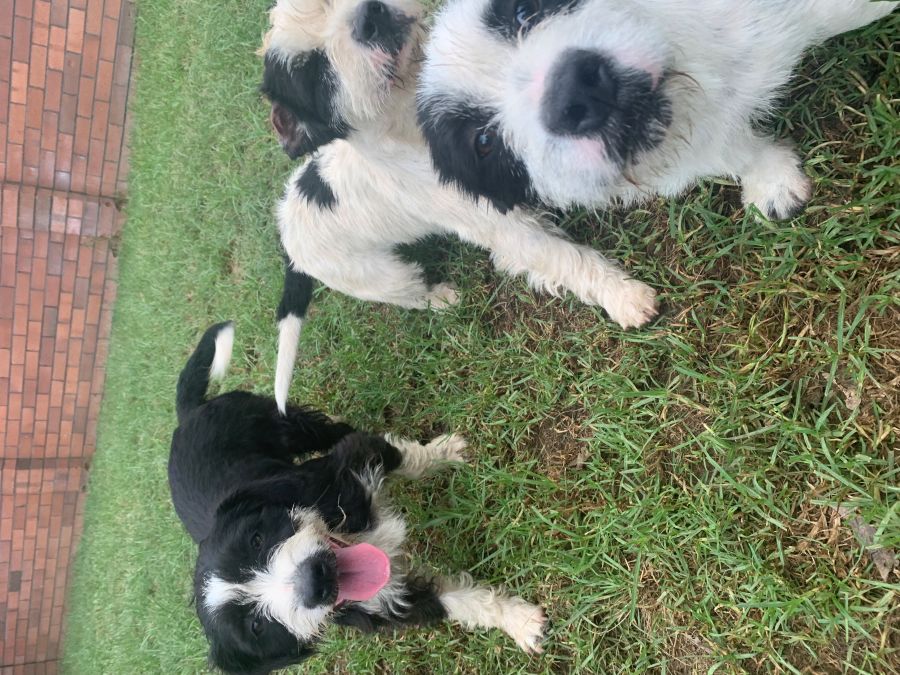 Three bichon crosses