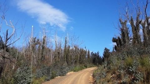 Dirt road lined with dead trees